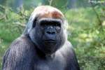 Westlicher Flachlandgorilla