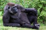 Westlicher Flachlandgorilla