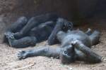 Zwei Westliche Flachlandgorillas (Gorilla gorilla gorilla) bei der Siesta.