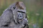 Westlicher Flachlandgorilla