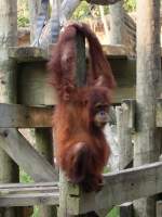 Dieser junge Orang-Utan hngt einfach ab im Zoo von Houston, TX (27.05.09)