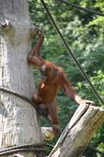 Sumatra-Orang-Utan (Pongo abeli) am 27.6.2010 im Leipziger Zoo.