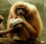 Dieser Borneo-Orang-Utan in seinem Gehege im Klner Zoo beobachtete die vorbeiziehenden Besucher.