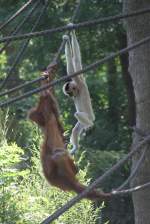 Gelbwangengibbon (Nomascus gabriellae) und Sumatra-Orang-Utan (Pongo abelii) bei einem Kletterwettstreit am 27.6.2010 im Leipziger Zoo.