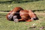 Orang-Utan in der ZOOM Erlebniswelt Gelsenkirchen 8.3.2015