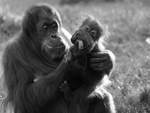 Ftterungszeit bei den Sumatra-Orang-Utans (Zoo Dortmund, November 2009)