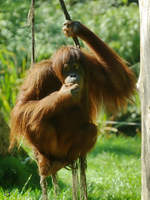 Ein Sumatra-Orang-Utan im Zoo Dortmund.