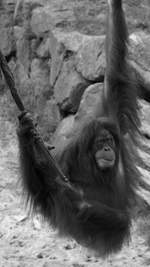 Ein Sumatra-Orang-Utans im Zoo Dortmund.