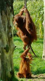 Sumatra-Orang-Utans im Zoo Dortmund.