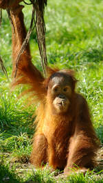 Ein junger Sumatra-Orang-Utan im Zoo Dortmund.