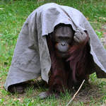 Ein Borneo-Orang-Utan, gesehen im Zoo Aalborg.