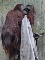 Ein Borneo-Orang-Utan, gesehen im Zoo Aalborg.