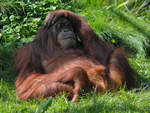 Ein relaxter Sumatra-Orang-Utan im Zoo Dortmund.
