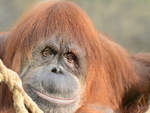 Ein Sumatra-Orang-Utan Ende Oktober 2013 im Zoom Gelsenkirchen.