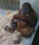 Am 24.11.2009 geborener Orang-Utan Dodi beim Trinken an Mutters Brust am 7.12.2009 im Zoo Dresden.