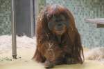 Mnnlicher Sumatra-Orang-Utan (Pongo abelii)  Enche  am 25.2.2010 im Zoo Berlin.