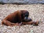 Ein Orang Utan im Gelsenkirchener Zoo am 2.