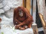 Ein Orang Utan im Gelsenkirchener Zoo am 2.