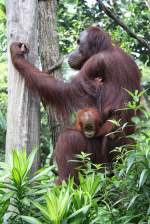 Orang Utans im Singapore Zoo am 11.Mai 2010.