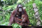 Orang Utans im Singapore Zoo am 11.Mai 2010.