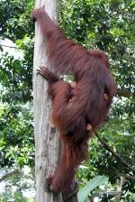 Orang Utans im Singapore Zoo am 11.Mai 2010.