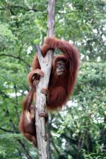 Orang Utans im Singapore Zoo am 11.Mai 2010.