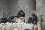 Schimpansen im Familienkreis.