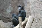 Das hier muss ein Mnnchen sein, der hat einen Bart! Bonobo im Pongoland am 14.09.2008 in Leipzig.