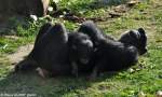 Schimpanse (Pan troglodytes).