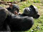 Schimpanse (Pan troglodytes).
