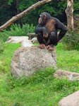 Ein Schimpanse im Affengehege des Serengetiparks, 9.9.15 