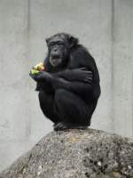 Walter Zoo Gossau/SG - Bewohner ein Schimpanse beim Essen ..