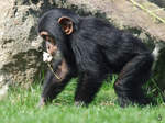 Ein junger Schimpanse im Zoom Gelsenkirchen.