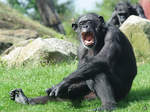 Ein Schimpanse im Zoom Gelsenkirchen.