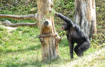 Eine Schimpanse (Pan) im Tierpark Kolmrden in stergtland / Schweden.