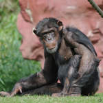 Ein Westafrikanischer Schimpanse im Zoom Gelsenkirchen.