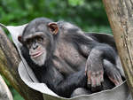 Ein skeptischer Gesichtsausdruck bei diesem Schimpansen.