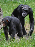 Zwei Schimpansen durchstreifen ihr Revier.