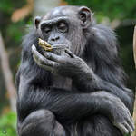 Kaka...!? Ein Schimpanse mit Exkrementen in der Hand.
