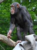 Ein junger Schimpanse Anfang Juni 2018 im Zoo Aalborg.
