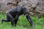 Ein Schimpanse Anfang Juni 2018 im Zoo Aalborg.