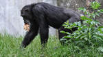 Ein Schimpanse Anfang Juni 2018 im Zoo Aalborg.