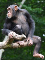 Ein Schimpanse Anfang Juni 2018 im Zoo Aalborg.