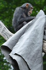 Ein junge Schimpanse untersucht den feinen Zwirn.