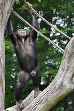 Ein junger Schimpanse Anfang Juni 2018 im Zoo Aalborg.