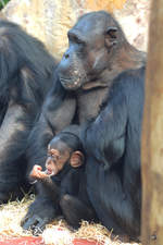 Westafrikanischen Schimpansen Ende Februar 2011 im Zoom Gelsenkirchen.