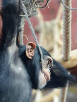 Ein junger Westafrikanischer Schimpanse Ende Februar 2011 im Zoom Gelsenkirchen.