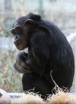 Dieser Schimpanse (Pan troglodytes) sitzt vor dem Fenster und will bei dem schnen Wetter auf das Aussengelnde.