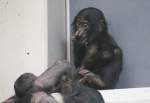 Kleiner Bonobo (Pan paniscus) am 11.3.2010 im Zoo Berlin.