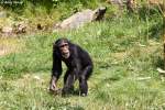 Westlicher Schimpanse